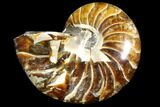 Polished Fossil Nautilus - Madagascar #113536-1